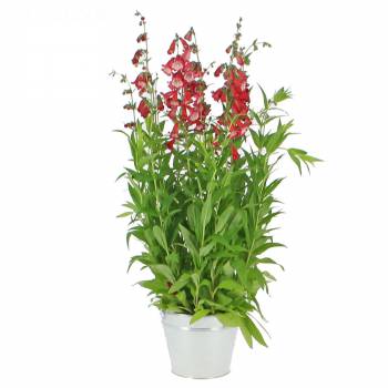 Planta com flores - Snapdragon