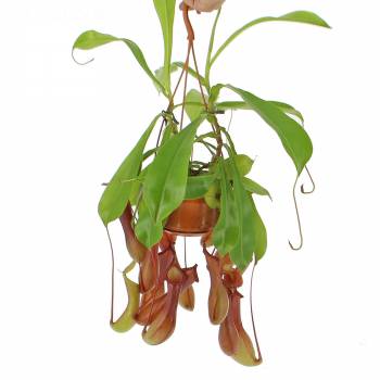 Plante verte - Nepenthes