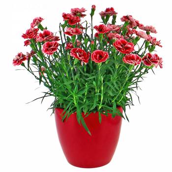 Flowering plant - Mondrian Carnation