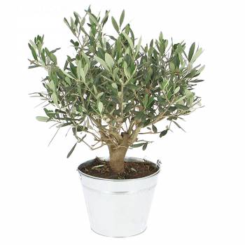 Fruit tree - Olive tree legend