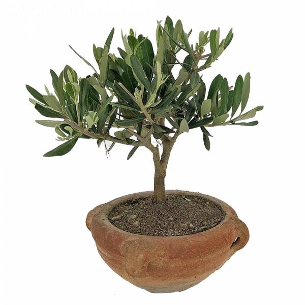 Small olive tree in terracotta jar