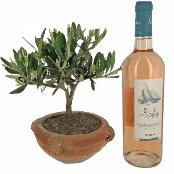 Plant - Olive tree in terracotta jar + Rosé wine