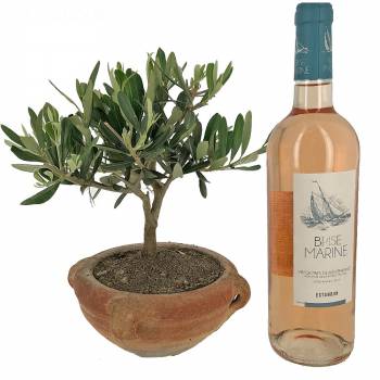 Árbol de frutas - Olivier en jarra de terracota + Vino Rosado