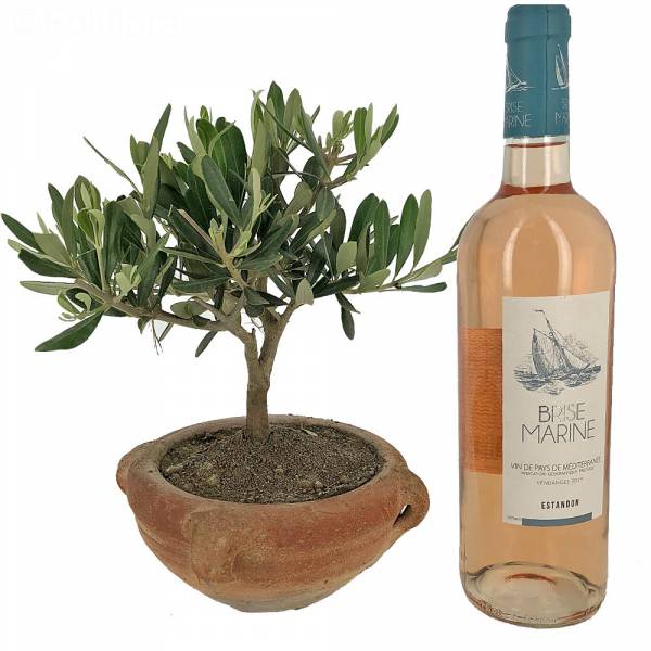 Olive tree in terracotta jar + Rosé wine