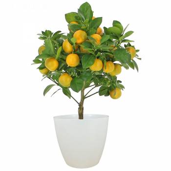 Fruit tree - Orange tree Calamondin