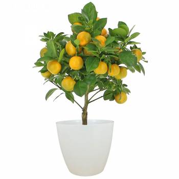 Árvore frutífera -  Laranjeira Calamondin