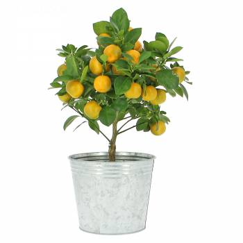 Fruitier - Oranger Calamondin