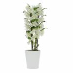 orchid-dendrobium-blanc