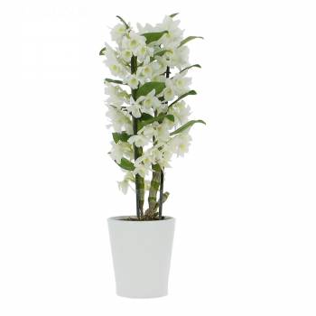 Orchids - Dendrobium orchid