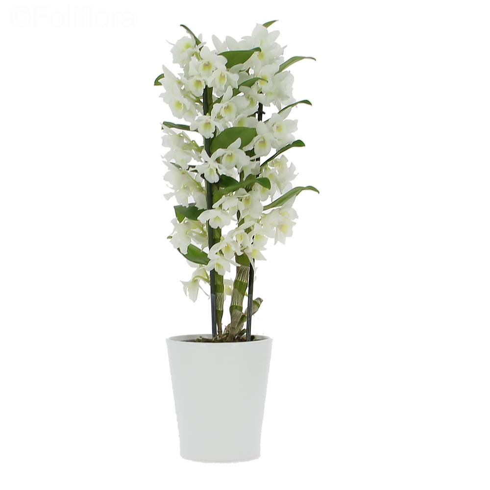 Livraison orchidée dendrobium - Orchidée - Foliflora