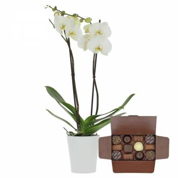 Orchidee - Orchidee der Liebe + Ballotin aus Pralinen