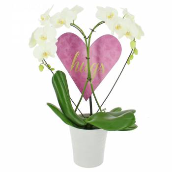 Orchidée - Orchidée des Amoureux