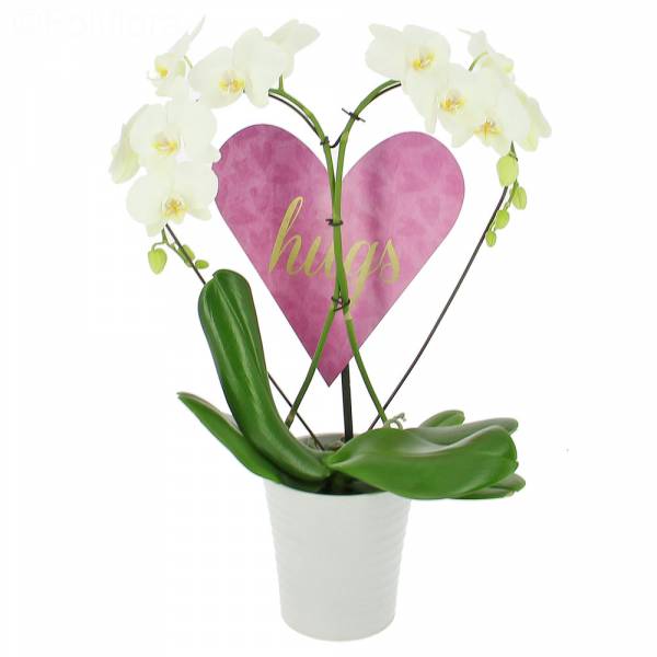 Orchidée des Amoureux