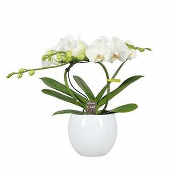 Angel Orchid
