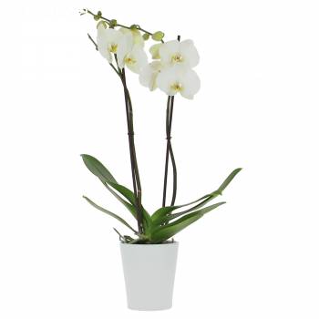 Orchids - Orchid of Love (2 stems)