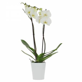 Orchidee - Amur-Orchidee (2 Zweige)