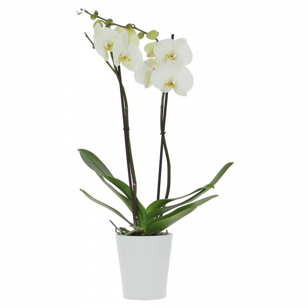 Amoerorchidee (2 takken)