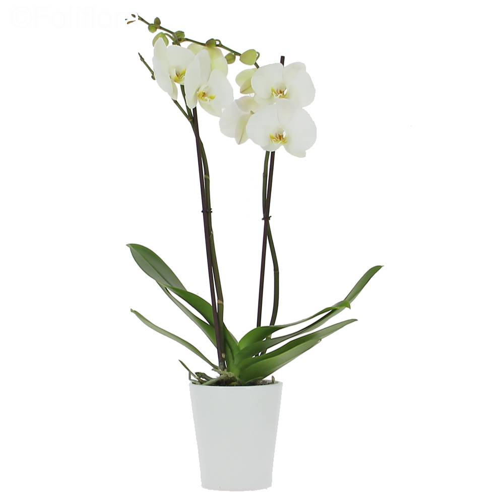 Livraison orchidée de l'amour (2 branches) - Orchidée - Foliflora