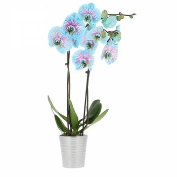 Fleurs amour - Orchidée Bleue