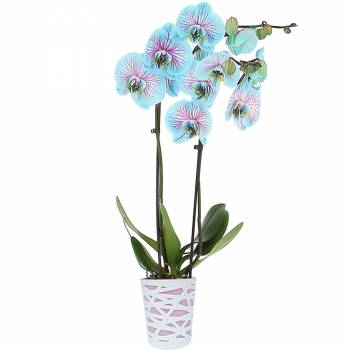 Orchidées - Orchidée Bleue