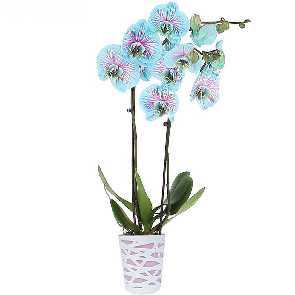 Livraison orchidée bleue - Orchidée - Foliflora