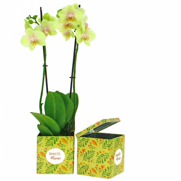 Orchidée Bonne Fête Mamie