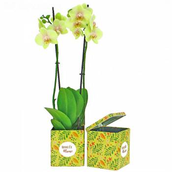 Envoi express : Orchidée Bonne Fête Mamie