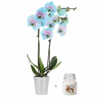 Fleurs Félicitations - Orchidée Bleue + Bougie Parfumée