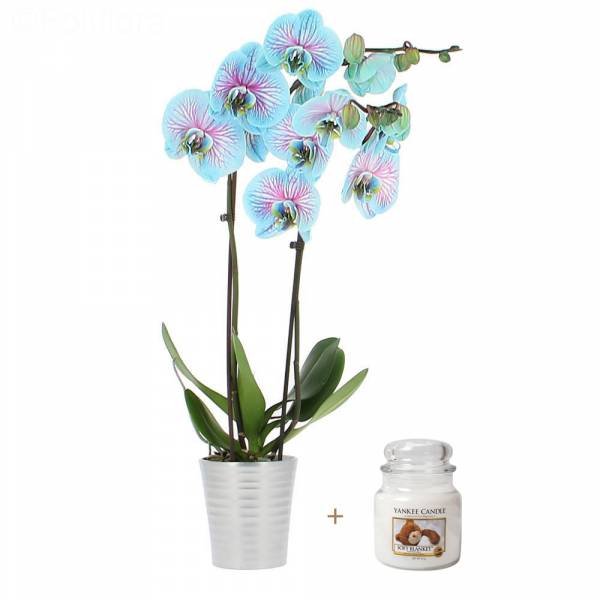 Blue Orchid + Scented Candle