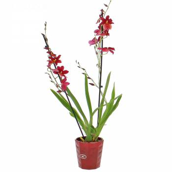 Orchidee - Cambria-Orchidee Nelly Isler