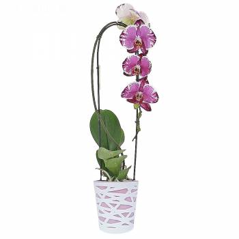 Orchidée - Orchidée Cascade