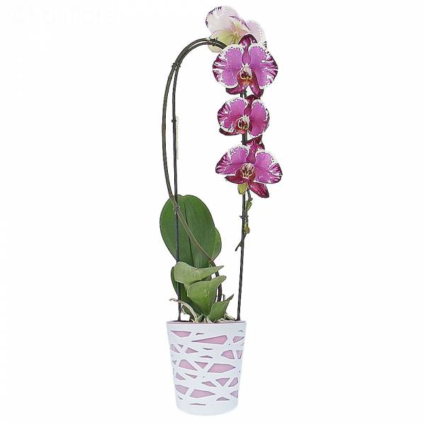 Cascade-orchidee