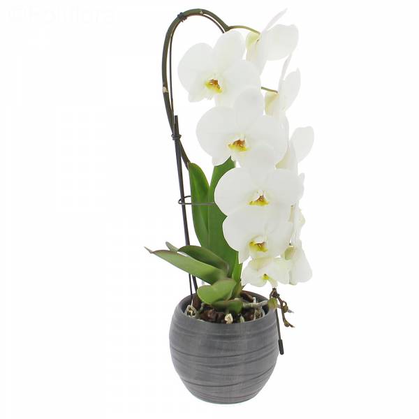 Orchidée Formidablo