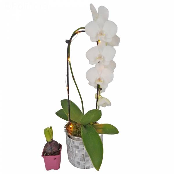 Orchidée cascade Led avec une Jacinthe offerte