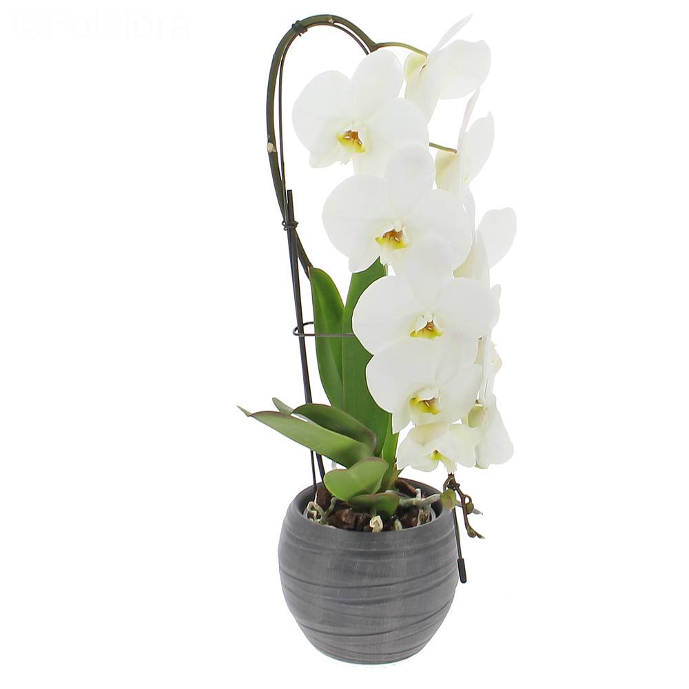 Livraison orchidée formidablo - Orchidée - Foliflora
