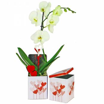 Fleurs amour - Orchidée en boite