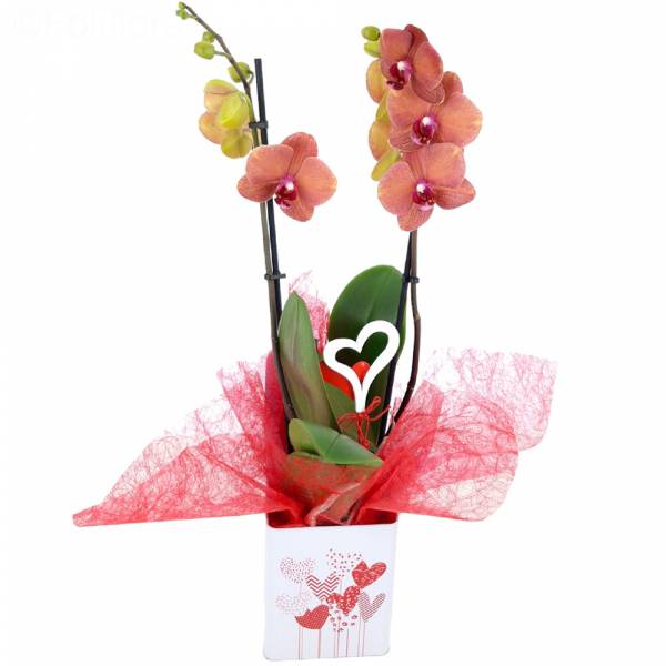 Orquídea del día de San Valentín