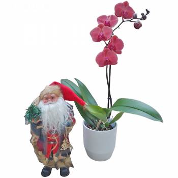 Orchid - Orchid and Santa Claus