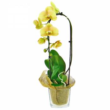 Orquídea - Orquídea de la felicidad