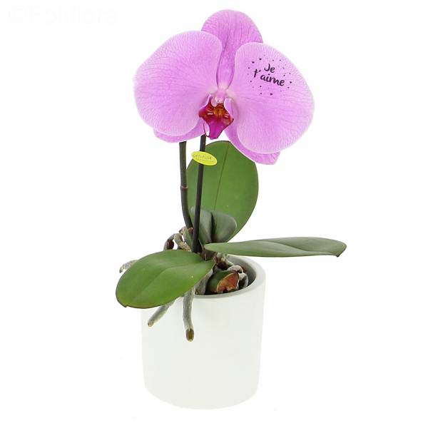 Singolo Orchid I love you