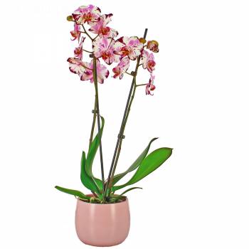 Orchid - Orchid Magic Art