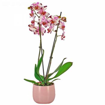 Orchidée - Orchidée Magic Art