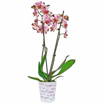 Fleurs Plaisir - Orchidée Magic Art