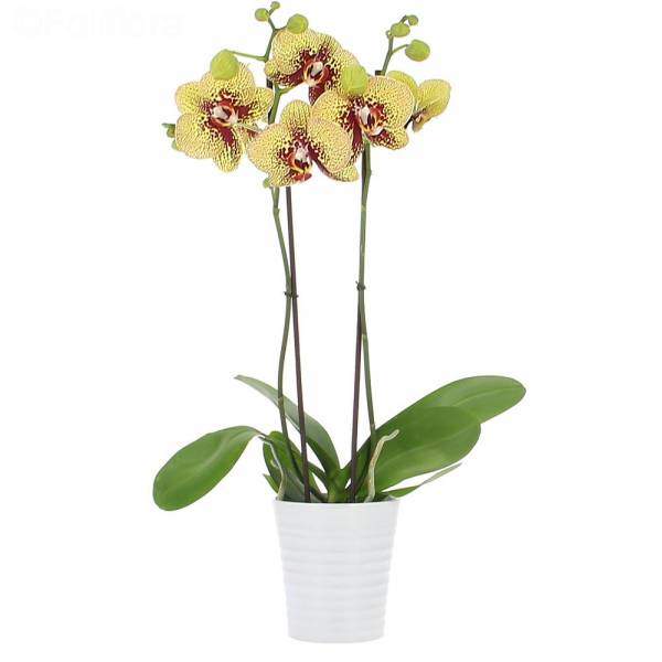 Magic Kiss orchidee (2 takken)