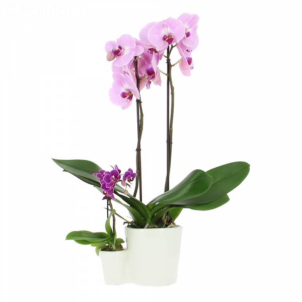 Moeder en dochter orchideeën