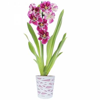 Orchidee - Miltonia-orchidee