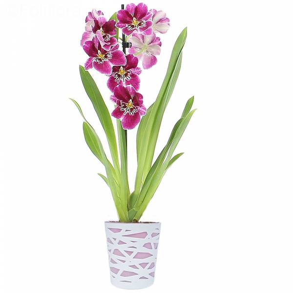 Miltonia-Orchidee