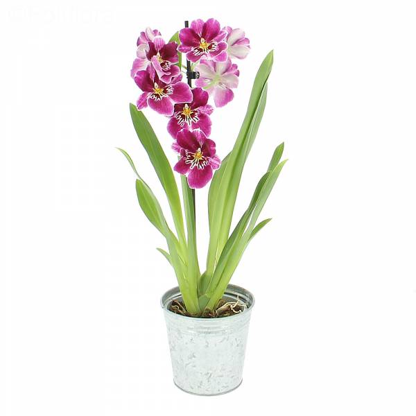 Orchidée Miltonia