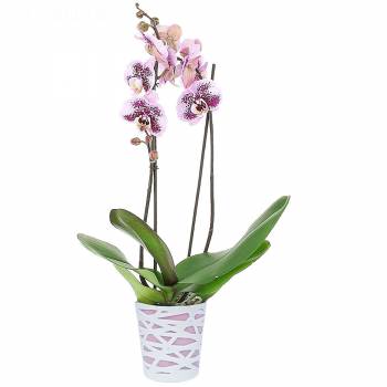 Orchidée - Orchidée Mouchetée