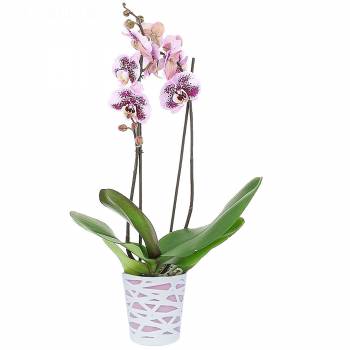  - Gesprenkelte Orchidee